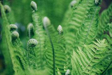 Green ferns leaves. Natural foliage background. Floral texture. Nature concept.