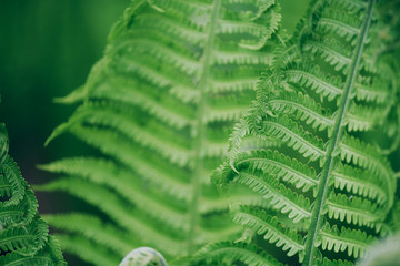 Green ferns leaves. Natural foliage background. Floral texture. Nature concept.