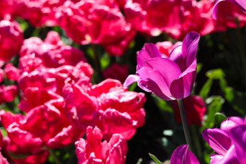 Obraz premium Beautiful bouquet of tulips nature background.