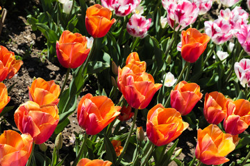 Beautiful bouquet of tulips nature background.
