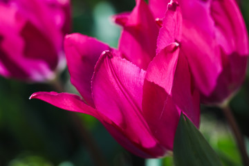 Fototapeta na wymiar Beautiful bouquet of tulips nature background.