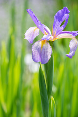 Bl&uuml;ten von Iris spuria 'Neophyte'