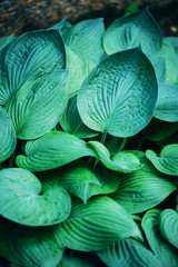 Obraz premium Nature concept. Top view. Green leaves texture. Tropical leaf background.