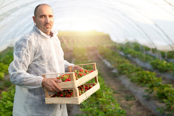 Strawberry grower working in strawberries greenhouse. Portrait of male farmer holding freshly harvested strawberry fruit in field. Organic fruit production.