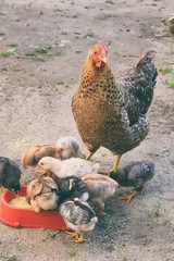 Mother chicken with its baby chicks on outdoors. Ginger hen walks with newborn chickens.