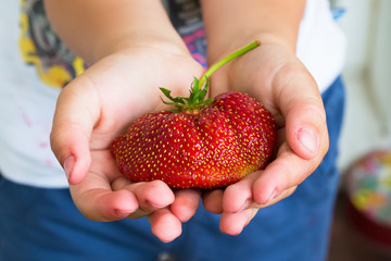 Large strawberries in children's hands.