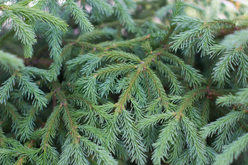 Fototapeta na wymiar Green branch of pine tree
