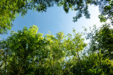 forest trees in dense green forest, nature green wood sunlight backgrounds