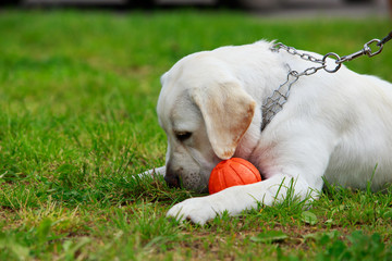 Dog breed labrador retriever