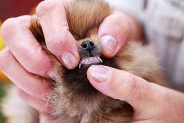 the dog breed pomeranian spitz