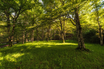 Fototapeta na wymiar Beautiful fairy tale spring forest