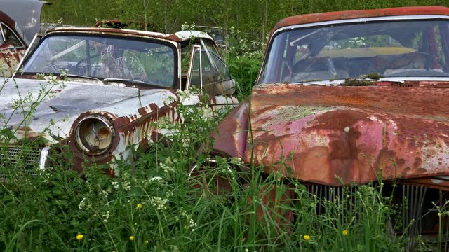 Old car junkyard cemetery. Steadycam shot of broken rusty cars in green grass. UHD, 4K