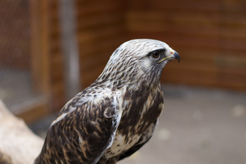 Bird of prey in a cage at the zoo