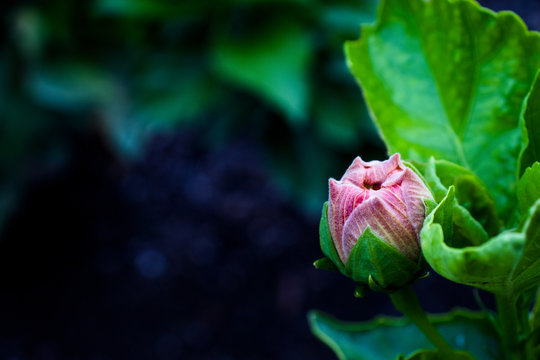 Bot&oacute;n de flor