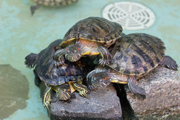 Little turtles in the zoo
