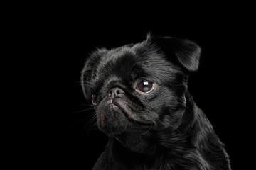 White villein on doggy