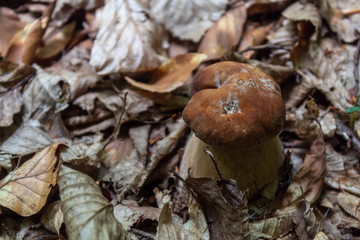 Brown Young Boletus Mushroom Closeup