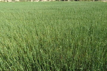 champ de blé vert