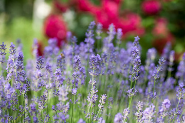 Obraz premium Blooming lavender in a field