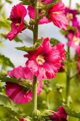 Beautiful large Althea flowering shrub in the sun. These beautiful blooms are also known as Rose of Sharon and are in the hibiscus family