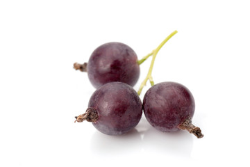 black currant isolated