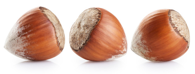 Hazelnut isolated on white background.