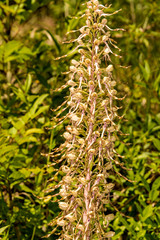 German wild orchid, Lizard orchid