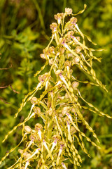 German wild orchid, Lizard orchid