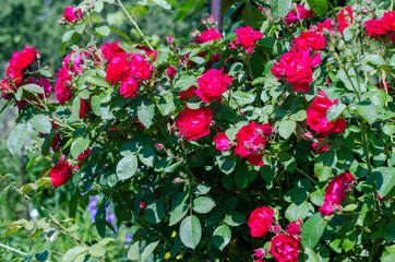 red roses bush in garden on bright summer day