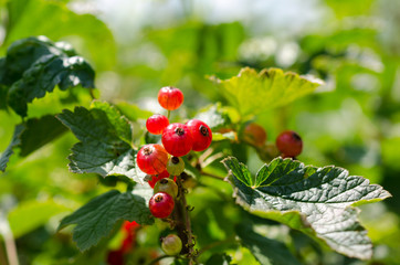 summer harvest, red currant grows on a bush in the garden