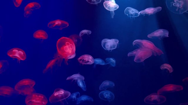 jellyfish in an aquarium. underwater wildlife