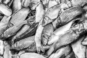 Fish on the counter in the market. Close-up. Background. Space for text. Black and white.