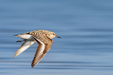 Sandpiper Sanderling quickly flies over the water