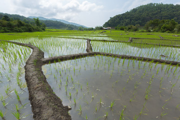 Rice field with blue sky and white clouds