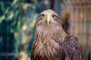 portrait of wild dangerous strong eagle sit on a branch, wildlifes