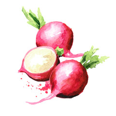 Small garden red radish, Watercolor hand drawn illustration isolated on white background