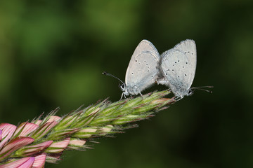 	 A mating pair of rare Small Blue Butterfly, Cupido minimus, perching on the tip of a Sainfoin, onobrychis, flower.	