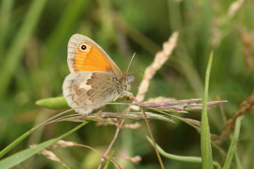 A stunning Small Heath Butterfly, Coenonympha pamphilus, perching on grass seeds in a meadow.
