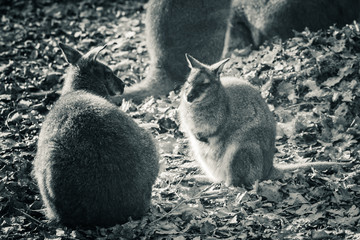 couple of cute kangaroos interacting, communicating in black and white