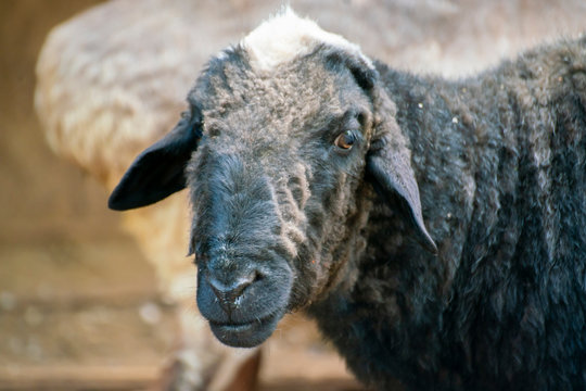 young domestic ram or sheep in a pen at the zoo or farm, spring seasons