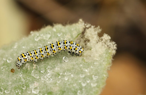 A pretty Mullein Moth Caterpillar, Shargacucullia verbasci, feeding on a Mullein plant on a rainy day.