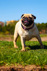 Fototapeta premium Pug dog stands on green grass.