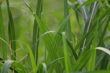Fresh spring green grass background
