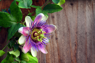 Passion Flower next to wooden fence