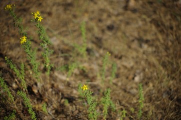 flowers in the field