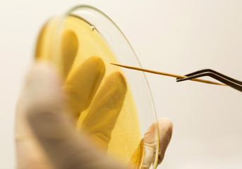 Microbiologist in protective gear picks up bacterial colonies in laboratory