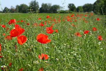 Obraz premium Feld von Mohnblumen, Klatschmohn