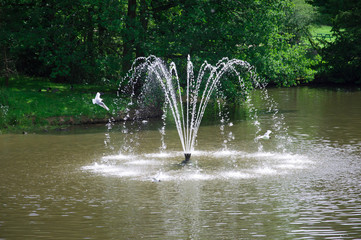 fountain gulls