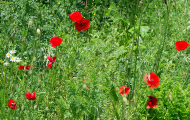 meadow with poppies