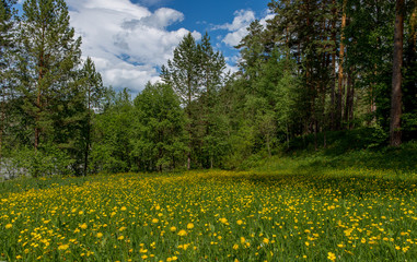 Forest glade of yellow flowers on the background of the forest